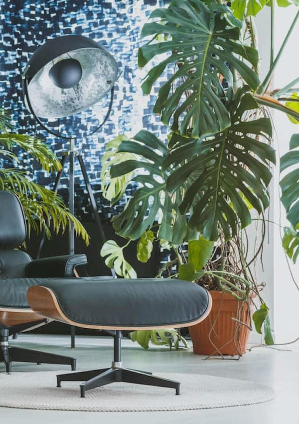 Tropical Houseplants: Bring the Tropics Into Your Home