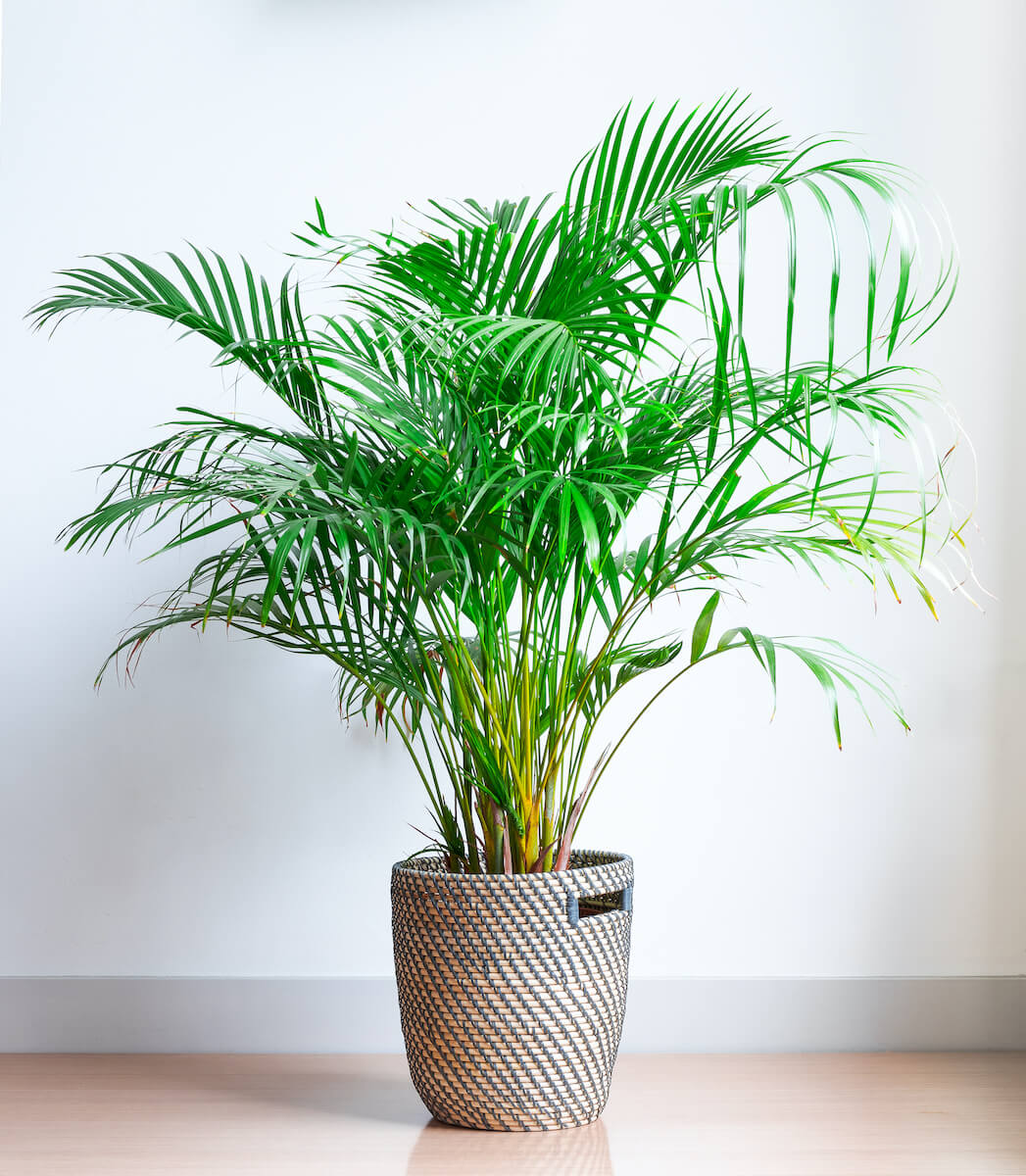 An areca palm is a great focal point of any room.