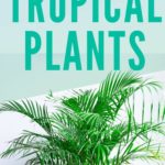 Pinterest Pin for Bring The Tropics Into Your Home With Tropical Plants