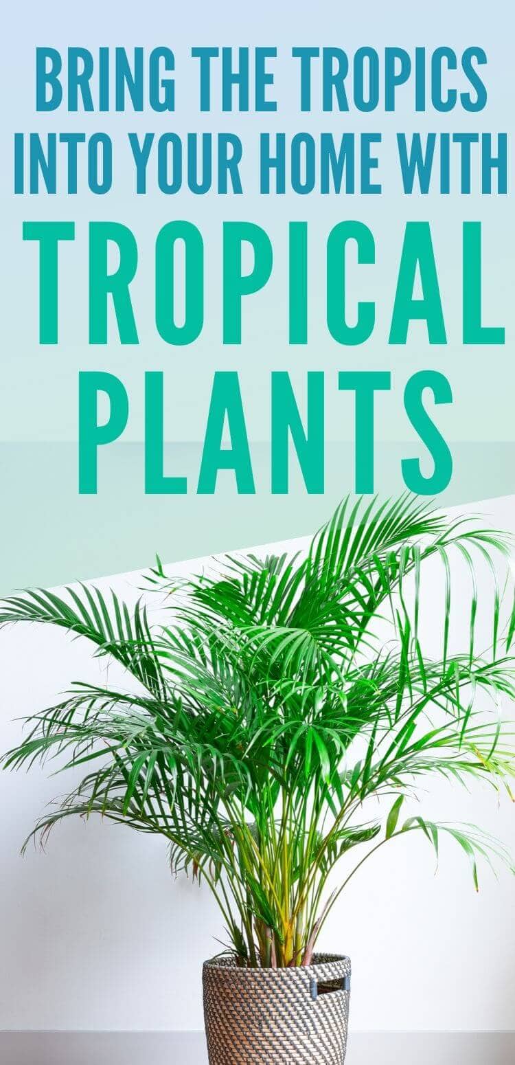 Pinterest Pin for Bring The Tropics Into Your Home With Tropical Plants