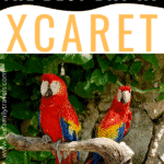 5 Tips to Have The Best Day Ever at Xcaret Pinterest Pin