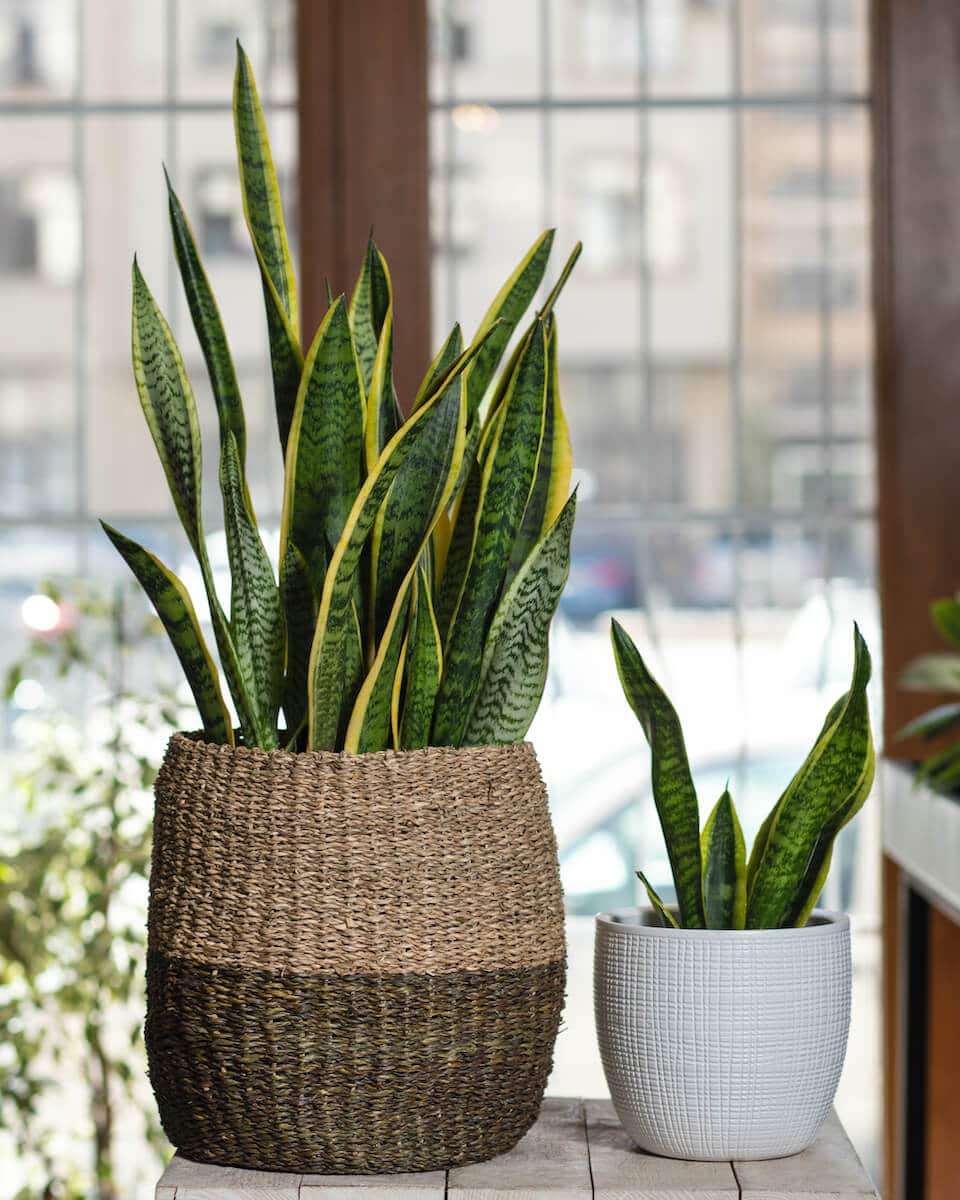 Snake plants or sansevieria are a hardy tropical houseplant