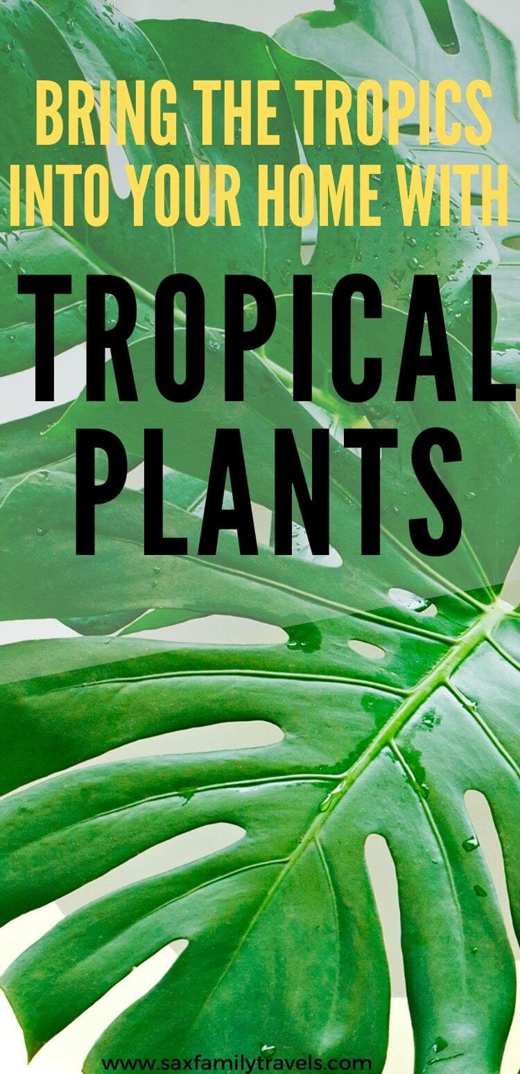Pinterest Pin Tropical Plants