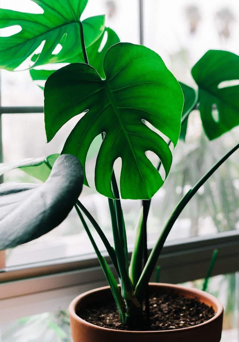 tropical houseplant Monstera or Swiss Cheese Plant
