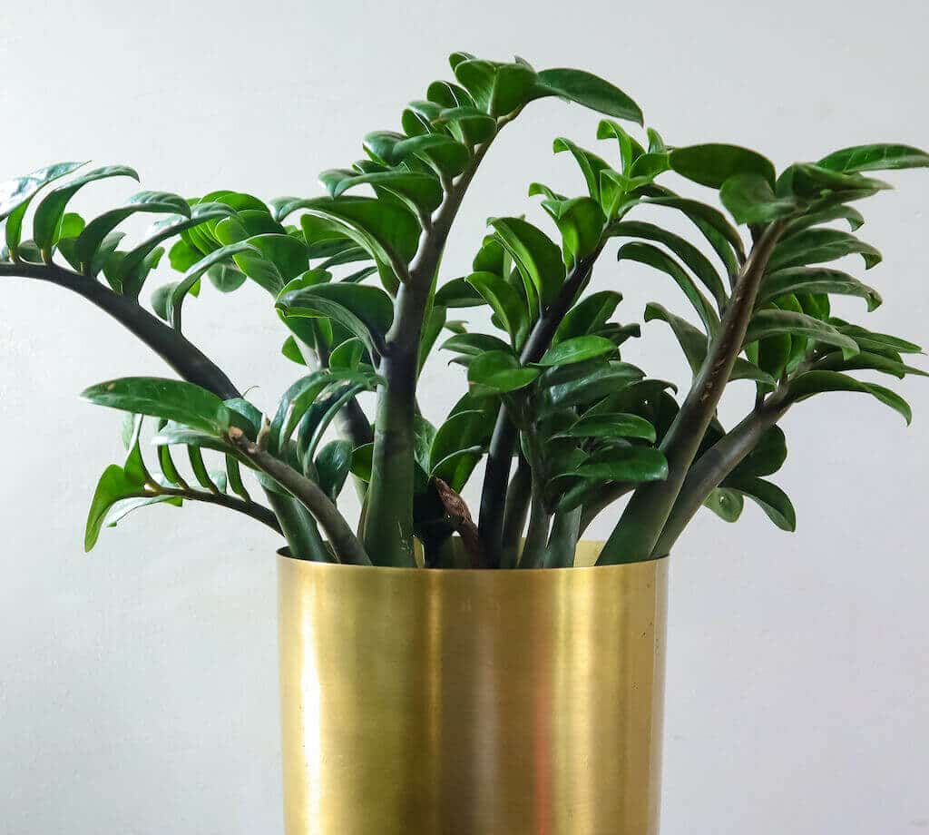 ZZ Plant is a good choice for a Tropical Houseplant