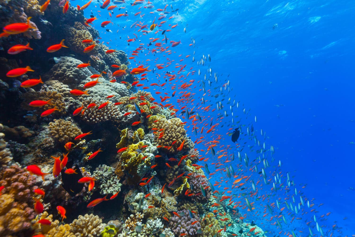 A colourful coral reef with colourful tropical fish in the blue ocean. 